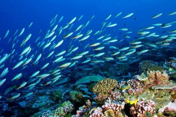 New 'Go Fish' tool to study marine life New 'Go Fish' tool to study marine life