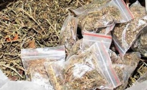 Ganja racket in Go-sala Asram ! Ganja racket in Go-sala Asram !