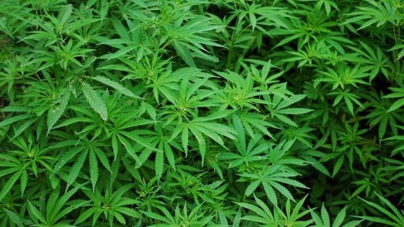 Thailand legalises marijuana for medical use