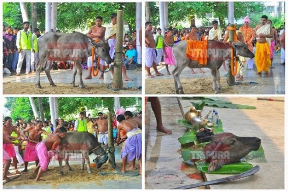 'Cruelty' marks Maha-Navami at Durga Bari by beheading innocent Buffalo : Netizens slammed 'Animal Sacrifice' system in God's name 'Cruelty' marks Maha-Navami at Durga Bari by beheading innocent Buffalo : Netizens slammed 'Animal Sacrifice' system in God's name
