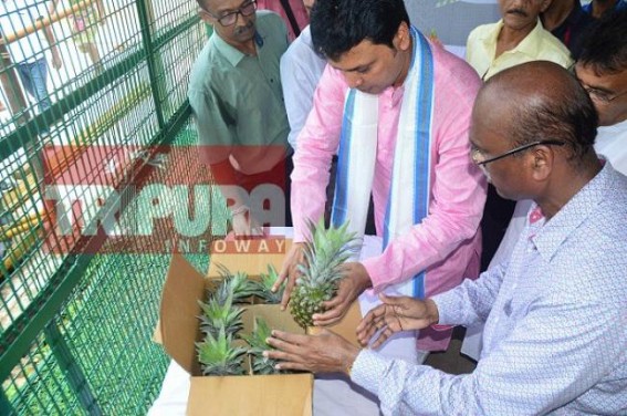 Govt to buy pineapples at Rs. 21 from farmers aiming to â€˜Doubling Farmers Incomesâ€™ : CM
