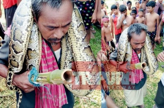 Python recovered by villagers : Forest Dept released it again in deep forest