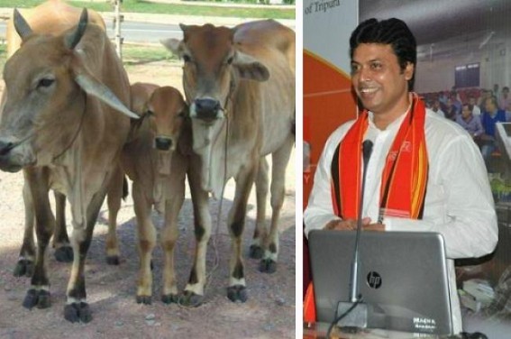 Tripura CM to domesticate cows at CM's quarter Tripura CM to domesticate cows at CM's quarter