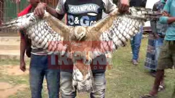 Falcon recovered at Gokulnagar