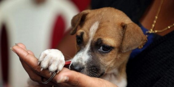 Two nursing students arrested for killing puppies Two nursing students arrested for killing puppies