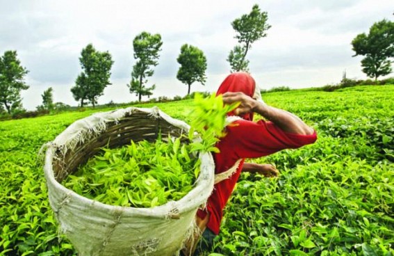 Tea body chief moots promotion of tea as aspirational experience Tea body chief moots promotion of tea as aspirational experience