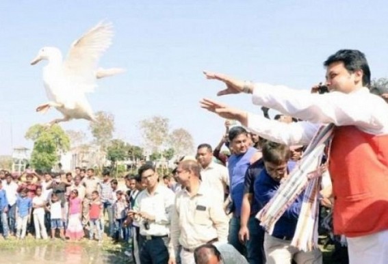 Duck Row : 400 ducks out of 2000 died within 4 days of distribution, Biplab Deb claimed, ‘1 duck worth Rs. 5000’ Duck Row : 400 ducks out of 2000 died within 4 days of distribution, Biplab Deb claimed, ‘1 duck worth Rs. 5000’
