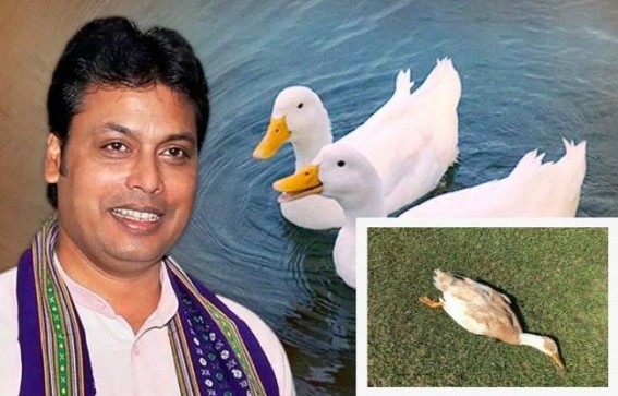 BJP Govt's rampant corruption : Over Rs 1 Crore looted under Neermahal Duck Distribution Drama, 700 ducks died in 3 days, Biplab Deb's 2000 Duck release turns a massive JUMLA BJP Govt's rampant corruption : Over Rs 1 Crore looted under Neermahal Duck Distribution Drama, 700 ducks died in 3 days, Biplab Deb's 2000 Duck release turns a massive JUMLA