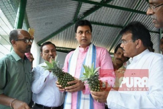 Pineapple production falls in Tripura, massive failure of Agriculture Dept