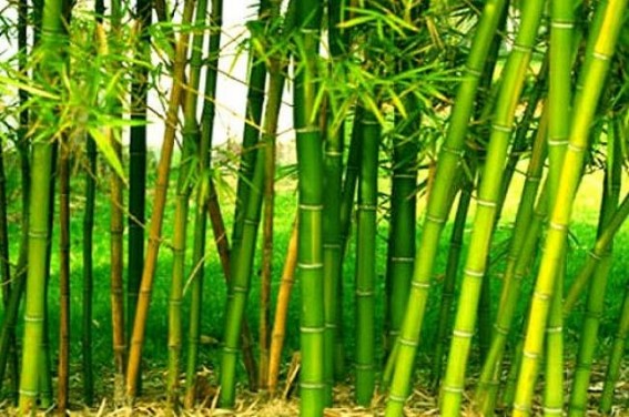 Tripura Govt introduced new rules for ease transport of bamboos and bamboo-production