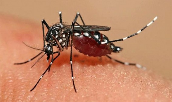 1 died in malaria, around 300 people marked as malaria affected