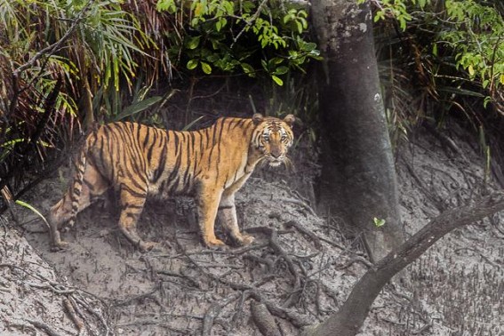 Bangladesh risks Sundarbans getting listed as World Heritage