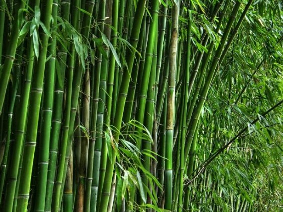 Tripura Bamboo Mission's expansion may return Tripuraâ€™s lost glory of Bamboo-Industry