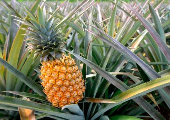 Tripura inspires farmers to cultivate pineapples more