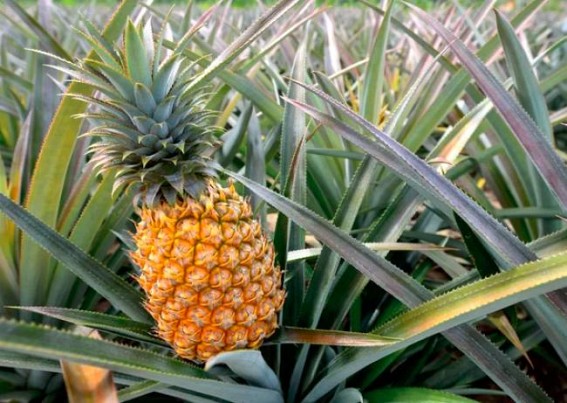 Tripura inspires farmers to cultivate pineapples more Tripura inspires farmers to cultivate pineapples more