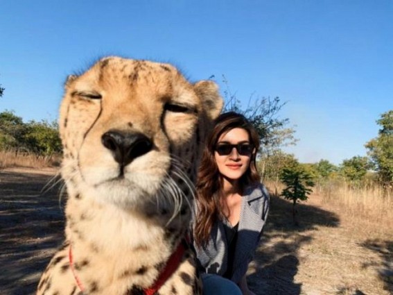 #Selfietime: Kriti Sanon poses with cheetah in Zambia #Selfietime: Kriti Sanon poses with cheetah in Zambia