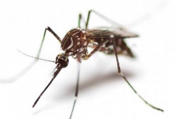 After malaria, now Japanese Encephalitis outbreak alerts in Tripura