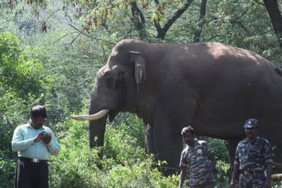 Wild tuskers continue to roam in UP, forest staff on alert Wild tuskers continue to roam in UP, forest staff on alert