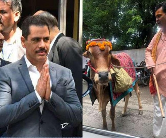 A holy cow which can predict your future: Robert Vadra A holy cow which can predict your future: Robert Vadra