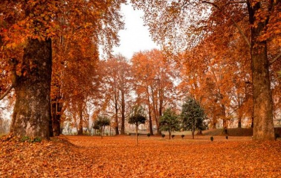 Kashmir's golden yellow autumn arrives without any tourists