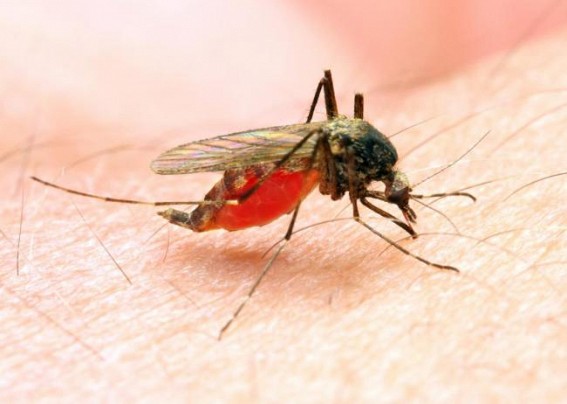 Workshop conducted to prevent Malaria 