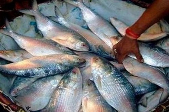 Hilsa fish prices shoot up to Rs. 1200 to Rs. 1600 ahead of Dasami in Agartala