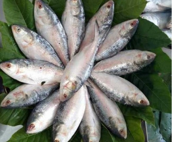 Durga Puja gift from Hasina: 500 tonnes of hilsa Durga Puja gift from Hasina: 500 tonnes of hilsa
