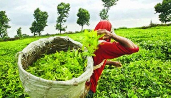 Tea garden workers' bonus issue resolved in Bengal Tea garden workers' bonus issue resolved in Bengal