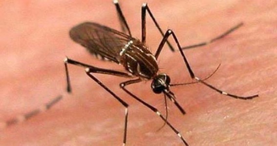 Dengue claims 66 lives, affects 44,000 in Pakistan Dengue claims 66 lives, affects 44,000 in Pakistan