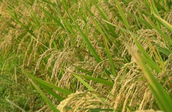 'India should cut reliance on rice for sustainable food supply' 'India should cut reliance on rice for sustainable food supply'