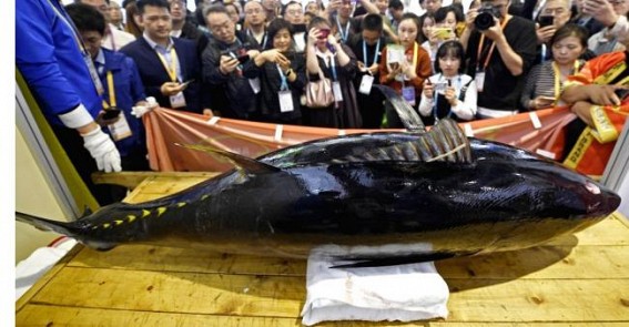Bluefin tuna sells for $1.8 million in Tokyo Bluefin tuna sells for $1.8 million in Tokyo
