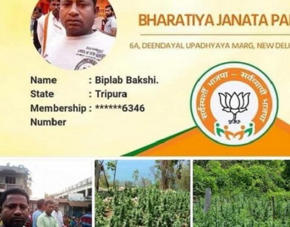 BJP leader cultivating Ganja, police allegedly not raiding even-after complaints