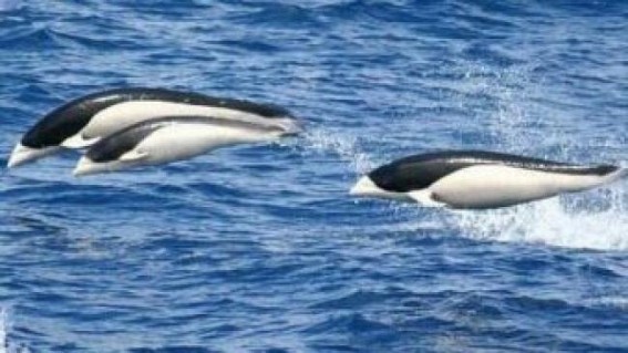 Rare deep sea dolphins wash up on Aussie beach Rare deep sea dolphins wash up on Aussie beach