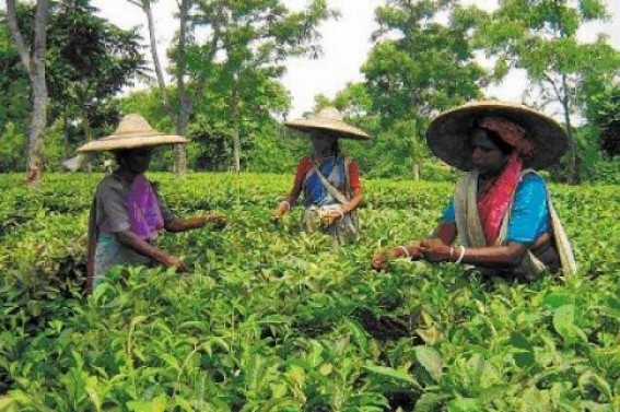Wages of Tripura Tea garden Workers not increased amid High Courtâ€™s order
