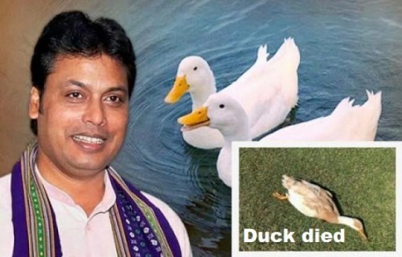 BJP Govtâ€™s Ducklings purchasing per cost Rs. 5,000 scam allegation remained without clarification 