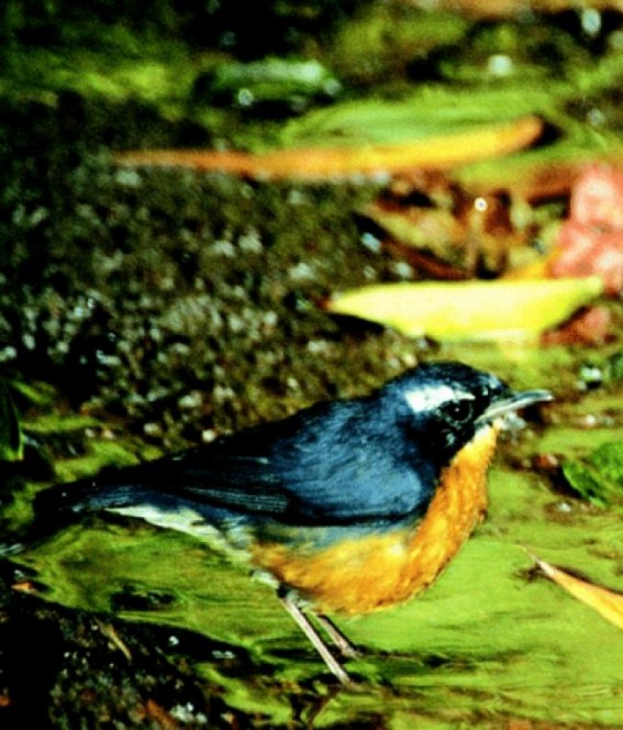 Mysterious suicide of birds in Assam village portrayed in poems Mysterious suicide of birds in Assam village portrayed in poems