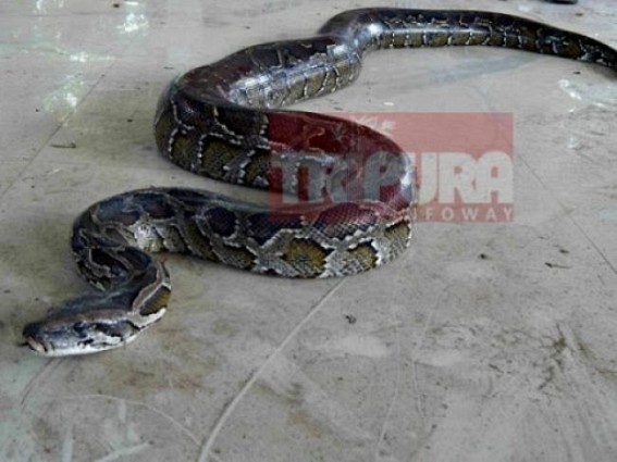 3 arrested for killing 6 pythons, selling in market 3 arrested for killing 6 pythons, selling in market