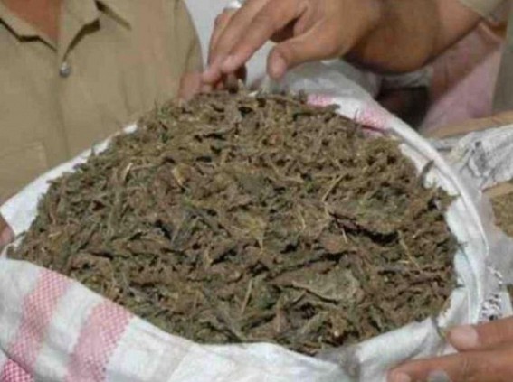 Tripura BJP leaders wrote letter to PM Modi to legalize Ganja Tripura BJP leaders wrote letter to PM Modi to legalize Ganja