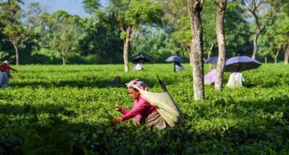 After weeks of closure, work in tea gardens in Assam, Tripura starts After weeks of closure, work in tea gardens in Assam, Tripura starts