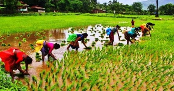Tripura gears up to restore Agriculture 