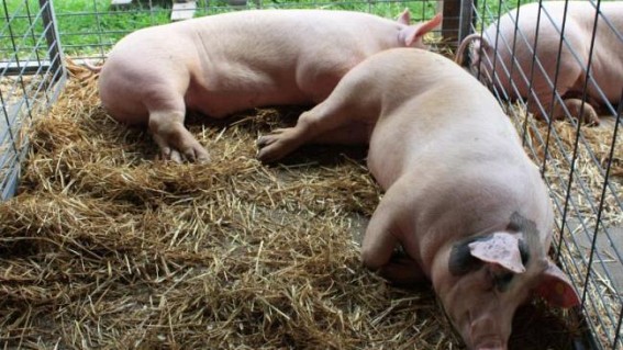 Now, Northeast states in fight against new threat 'African swine fever'