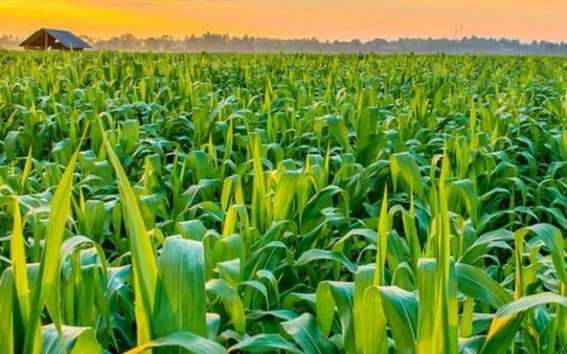 Tripura govt launches Agro Entrepreneur facilitation desk, encouraging 2,000 youths in joining agro-based business Tripura govt launches Agro Entrepreneur facilitation desk, encouraging 2,000 youths in joining agro-based business