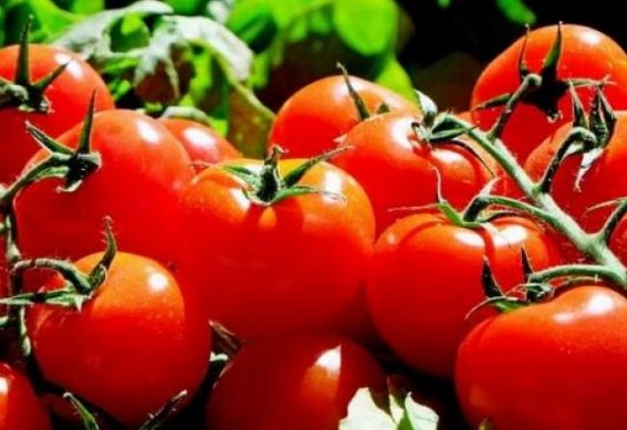 Tomatoes selling below Re 1 per kg in Delhi wholesale markets Tomatoes selling below Re 1 per kg in Delhi wholesale markets
