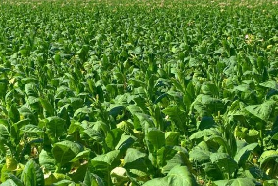 Tobacco farmers ask govt to shun policies aping West