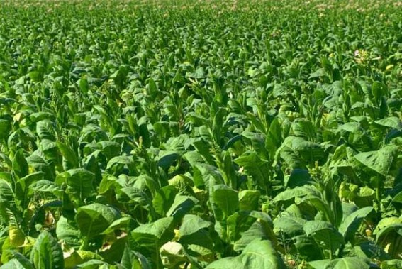 Tobacco farmers ask govt to shun policies aping West Tobacco farmers ask govt to shun policies aping West