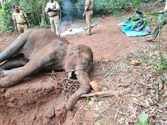 Maha Minister seeks action over Kerala elephant killing