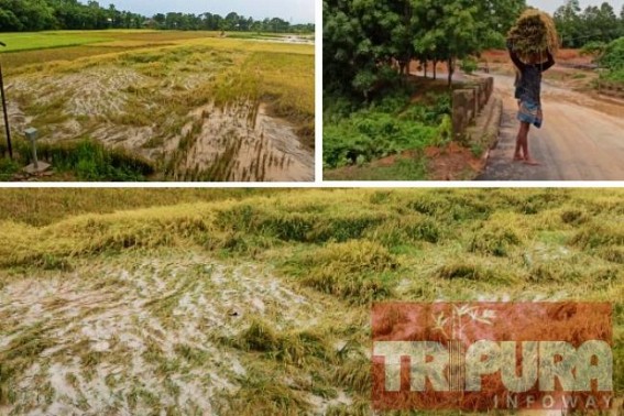 Massive Crop Damages hit South Tripura Farmers, Harvested Crops went under water : Devastated Farmers demanded State Govt’s compensation Massive Crop Damages hit South Tripura Farmers, Harvested Crops went under water : Devastated Farmers demanded State Govt’s compensation