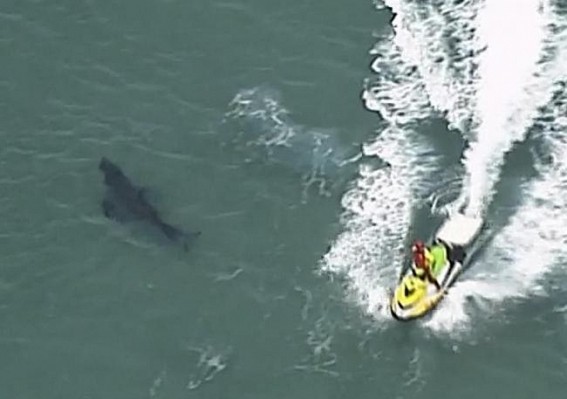 Great white shark kills surfer in Australia Great white shark kills surfer in Australia