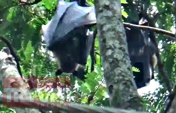 Bat house in College Tila : Locals demanded protection of bats and other animals 
