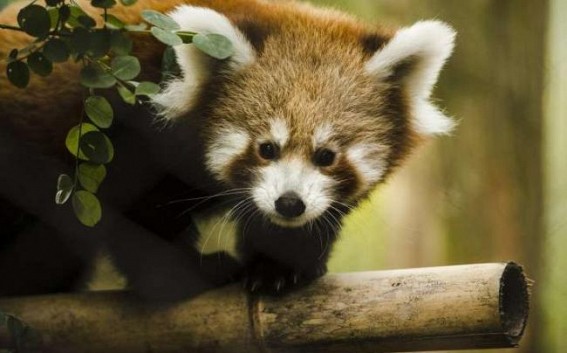 Conservationists satellite track red pandas in Nepal Conservationists satellite track red pandas in Nepal
